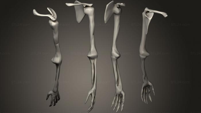 Анатомия скелеты и черепа (Кости 5, ANTM_0323) 3D модель для ЧПУ станка